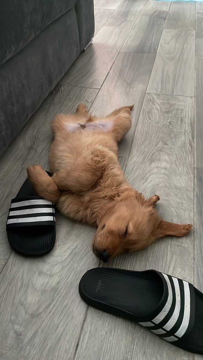 “¿Se le puede dar clonazepam a un cachorro golden?” 

*google search*