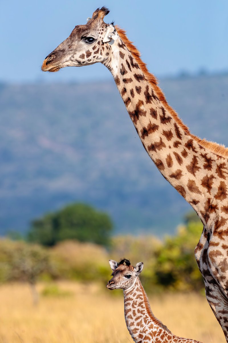 DesignPathways's tweet image. 🦒 It’s #WorldGiraffeDay! 🦒 What can giraffe teach us about leadership? bit.ly/3RDFOVl

📸 @Save_Giraffe