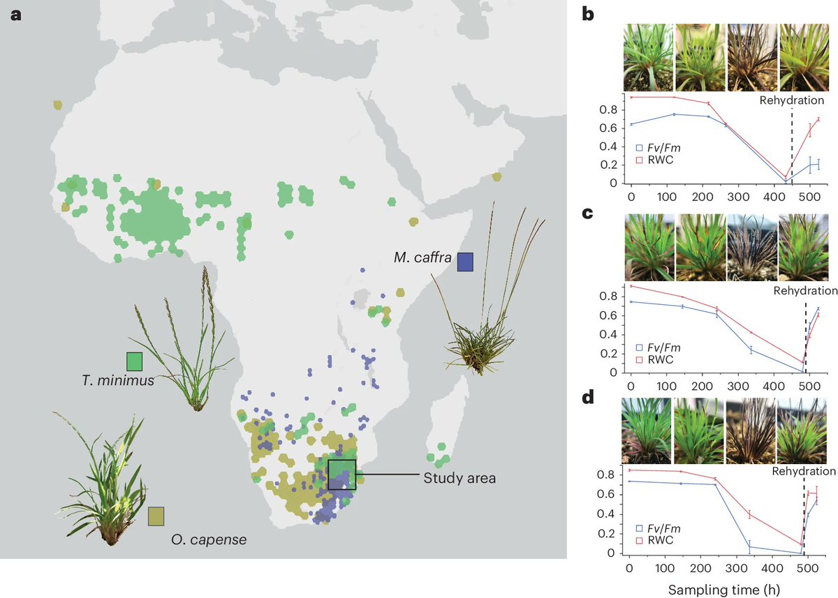 New Article: "Convergent evolution of desiccation tolerance in grasses" rdcu.be/dLwrw

Analysis of diverse resurrection grasses reveals significant genetic convergence and parallel evolution, suggesting a shared foundation for adapting to extreme drought.