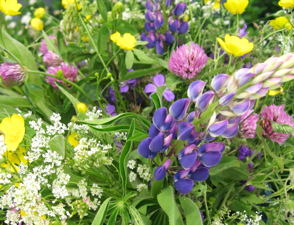 holmgrd's tweet photo. @CPalonen Må se ta väl hand om dig.  Midsommarblomster önskar jag dig, varma tankar sänder jag, https://t.co/Qn6JUpWsIf