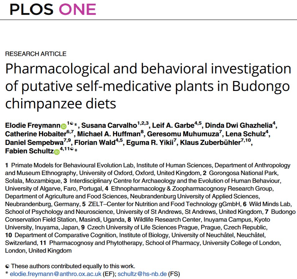 Dr. Fabien Schultz 👨🏼🔬☘️🦍🌍🦠⚕️ (@fab_ethnopharm) on Twitter photo NEW ARTICLE PUBLISHED:
"Pharmacological and behavioral investigation of putative self-medicative plants in Budongo chimpanzee diets"
I am happy to announce that our newest research article has just been published in PlosOne!
01/04
<a href="/ElodieFreymann/">Elodie Freymann (PhD)</a> <a href="/ExplorersClub/">The Explorers Club</a> #DHPSP2024 NEW ARTICLE PUBLISHED:
"Pharmacological and behavioral investigation of putative self-medicative plants in Budongo chimpanzee diets"
I am happy to announce that our newest research article has just been published in PlosOne!
01/04
<a href="/ElodieFreymann/">Elodie Freymann (PhD)</a> <a href="/ExplorersClub/">The Explorers Club</a> #DHPSP2024