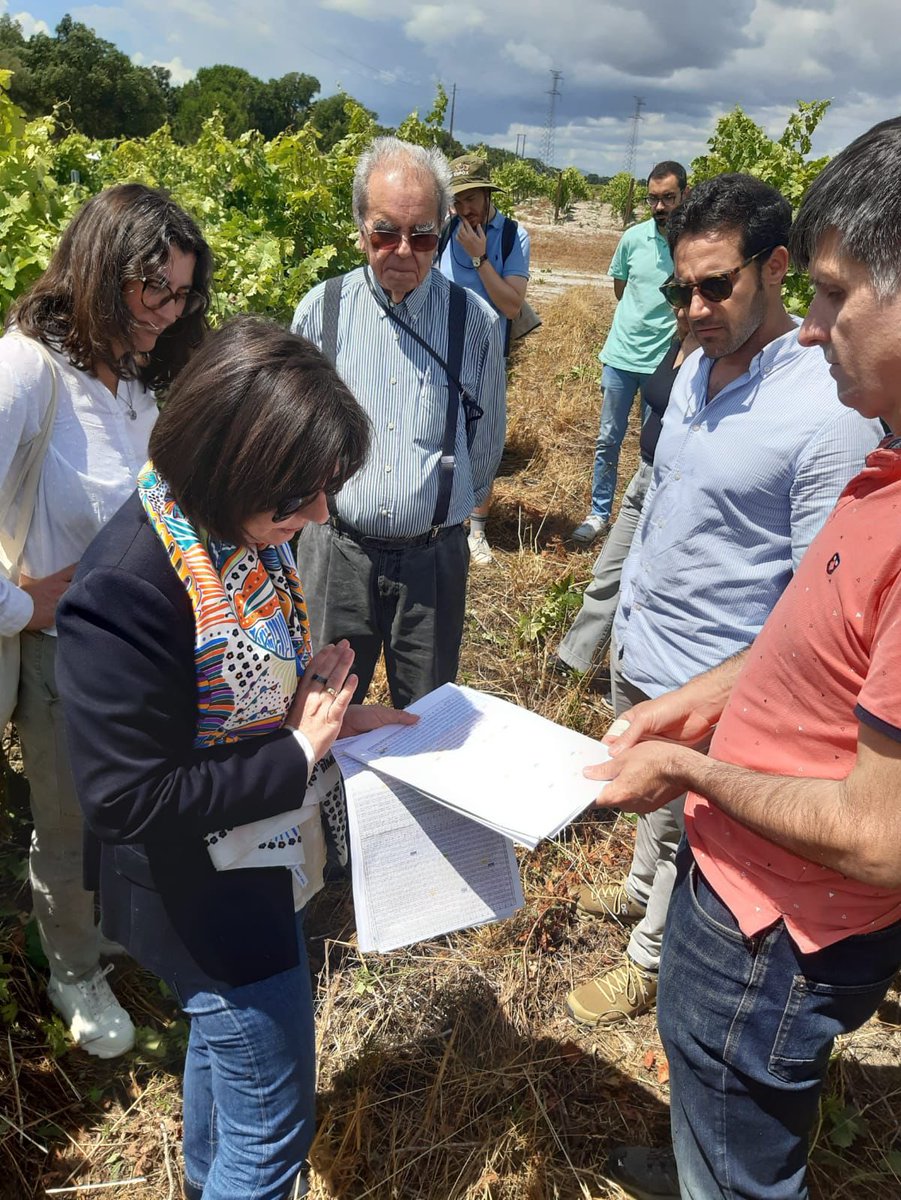 pacolola's tweet photo. Días intensos de trabajo en Lisboa y Pegões, adquiriendo conocimiento acerca de la #SelecciónPoliclonal en Viñedo con #PorVid y #InstitutoAgronomíaLisboa.

🤝 #LaHorra #Numanthia #Sogrape #IberVitis #Viticultura #Innovación #Sostenibilidad #ProyectoEureka #CDTI https://t.co/jcTbAkm8ep