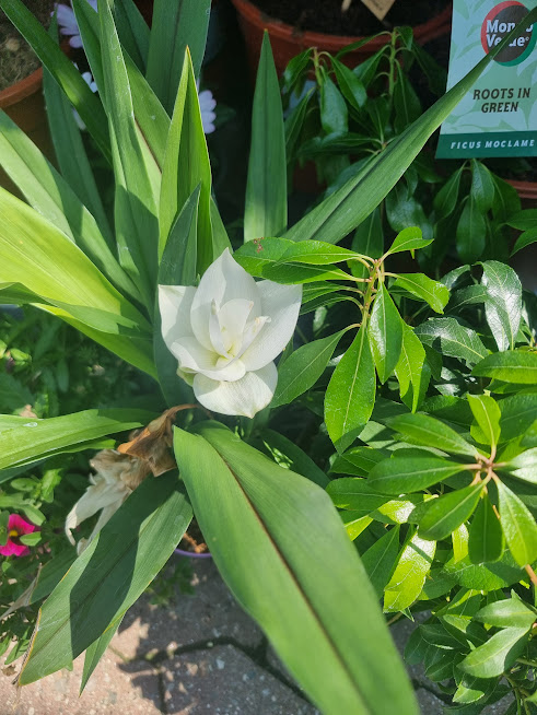 to be 
or not to be
a white lie