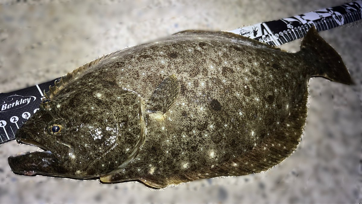 Sablemay's tweet image. とうとう念願のヒラメが釣れた！