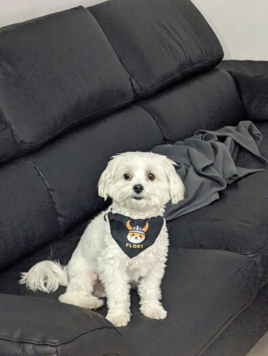 Shop Floki tweet media