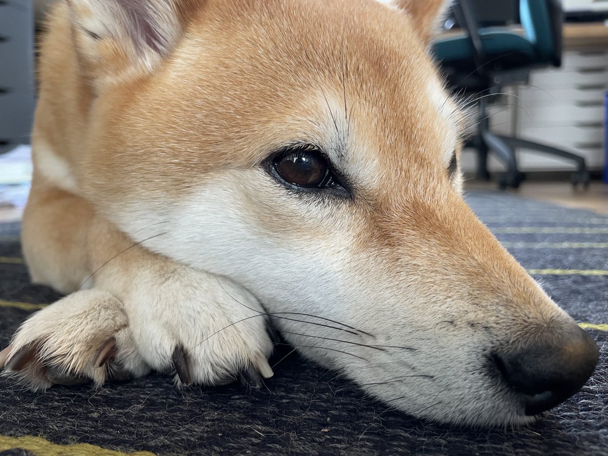 CRMEP dog reflects on an ‘eventful’ term