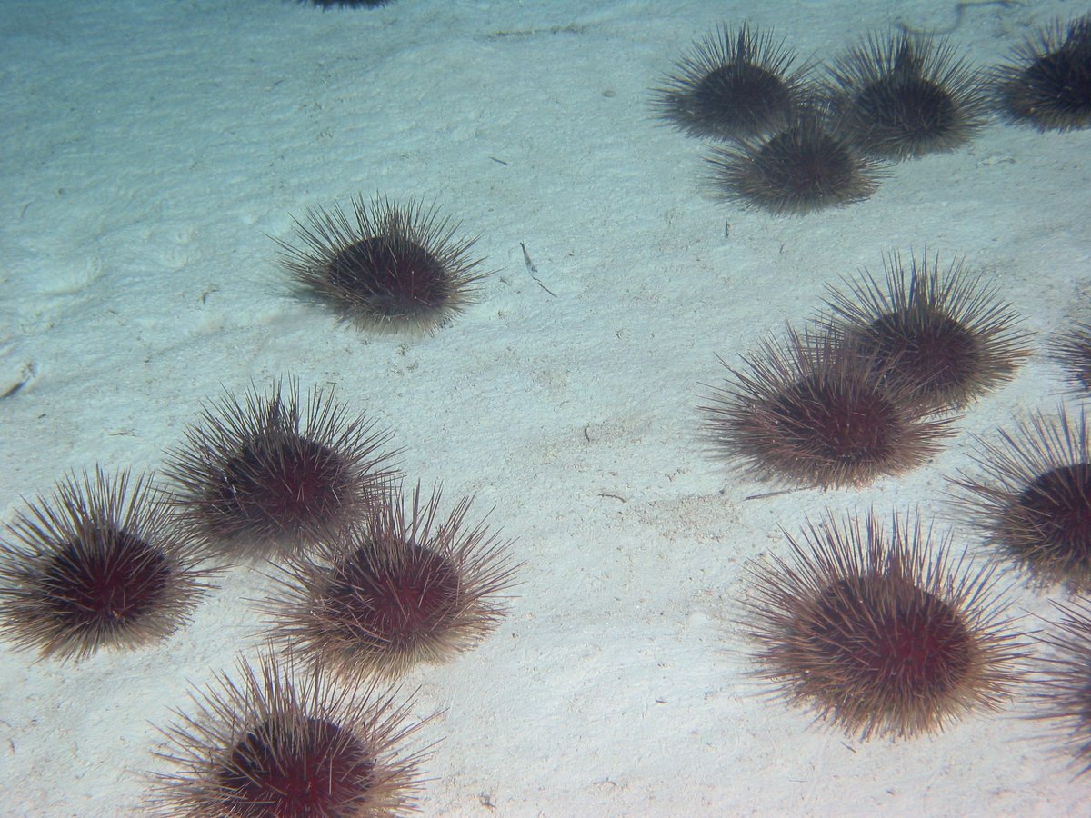 Some of the funnier examples of "the deep-sea floor is full of echinoderms" are the herds of sea urchins. Many of these are quite large, some are even toxic, and pretty much all of them are found in large aggregations. Since they can't graze on plants, I assume they scavenge.
