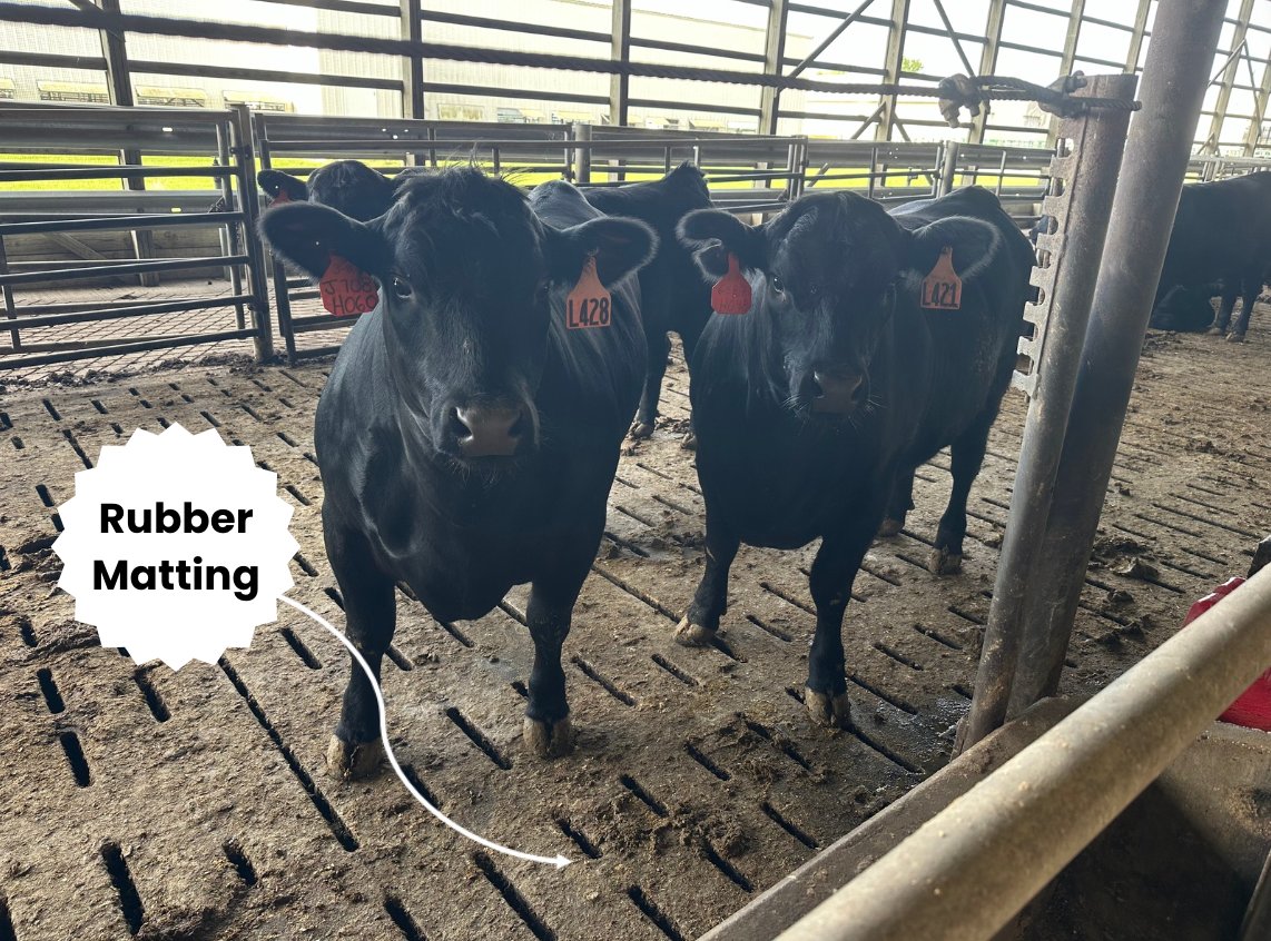 Rubber matting for concrete slat floors has shown to increase cattle comfort, improve locomotion scores, and decrease lameness. Learn more  about recent research done at the University of Illinois on the effects of rubber matting via this link: ncbi.nlm.nih.gov/pmc/articles/P…