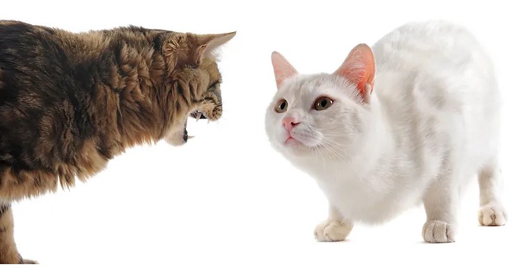 CatWriters's tweet photo. Non-Recognition Aggression Between Cats. Sounds scary doesn't it but the results can be worrying for cat parents. One cat goes to the vet, then comes home to an unfriendly welcome! https://t.co/e7dID83DPC #catbehavior #cats #catparents #DeVoss #aggression https://t.co/PXTobpiZ3Q