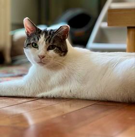 💖AdoptionUpdate!💖It's Shaw, our shy boy who was adopted in March. He's doing great - living w/his doting Dad in #WashingtonDC. 😍😻#cats #pets #friday #caturday #va #dc #nova #virginia #goodnews #PositiveVibesOnly