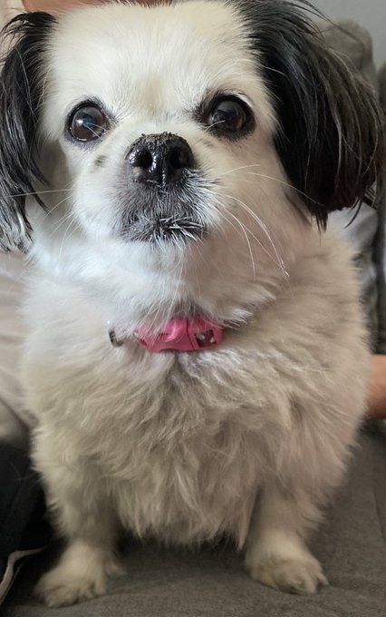 To whom it may concern: today is Miss Moos 14th birthday.  Please grovel before her in the hopes she