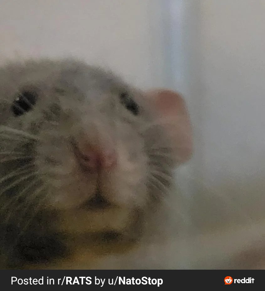 LoL_Gaboomer's tweet photo. @snowbirdtbh https://t.co/f0MlxvOWRm