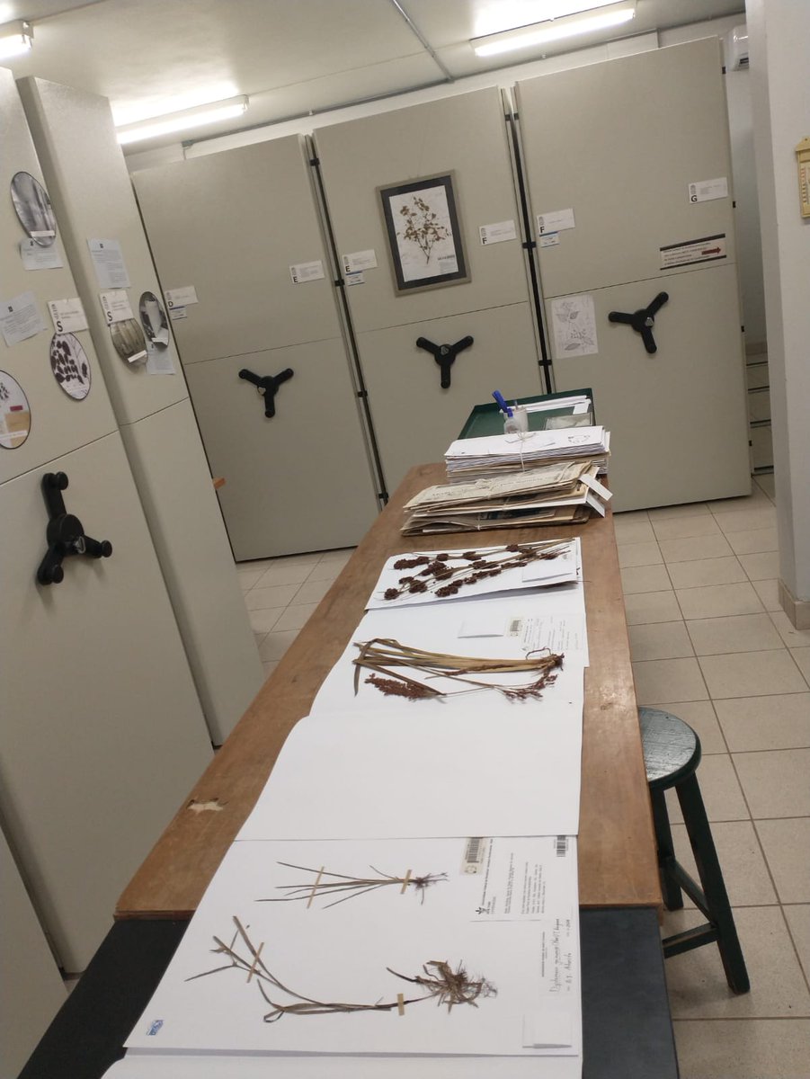 LucianaPeSilva's tweet photo. Teaching #Cyperaceae and #Poaceae morphology and taxonomy with Prof. Rafael Trevisan at @UFSC . We worked through all the tribes and genera of sedges and grasses that occur in Brazil, and the students practiced identifying species from southern Brazil. https://t.co/2V6WYrB9tY
