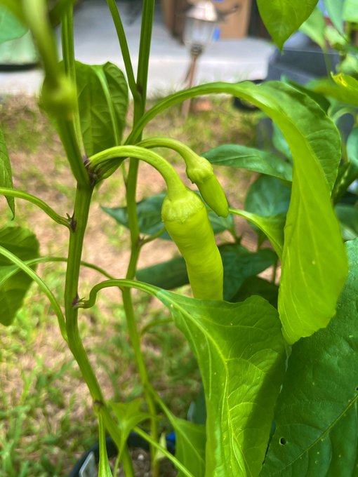 ok here's some pics of my plants, i have grown 99% of them from seed so pls be nice, these are my children