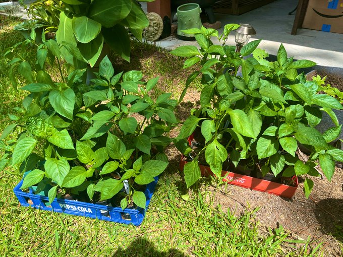 ok here's some pics of my plants, i have grown 99% of them from seed so pls be nice, these are my children