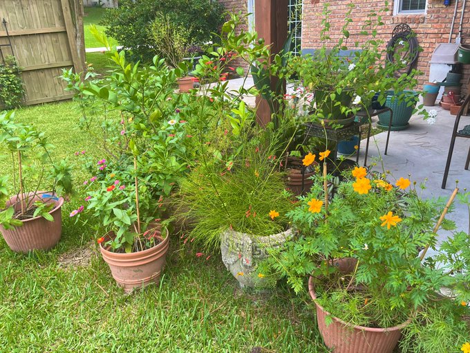 ok here's some pics of my plants, i have grown 99% of them from seed so pls be nice, these are my children