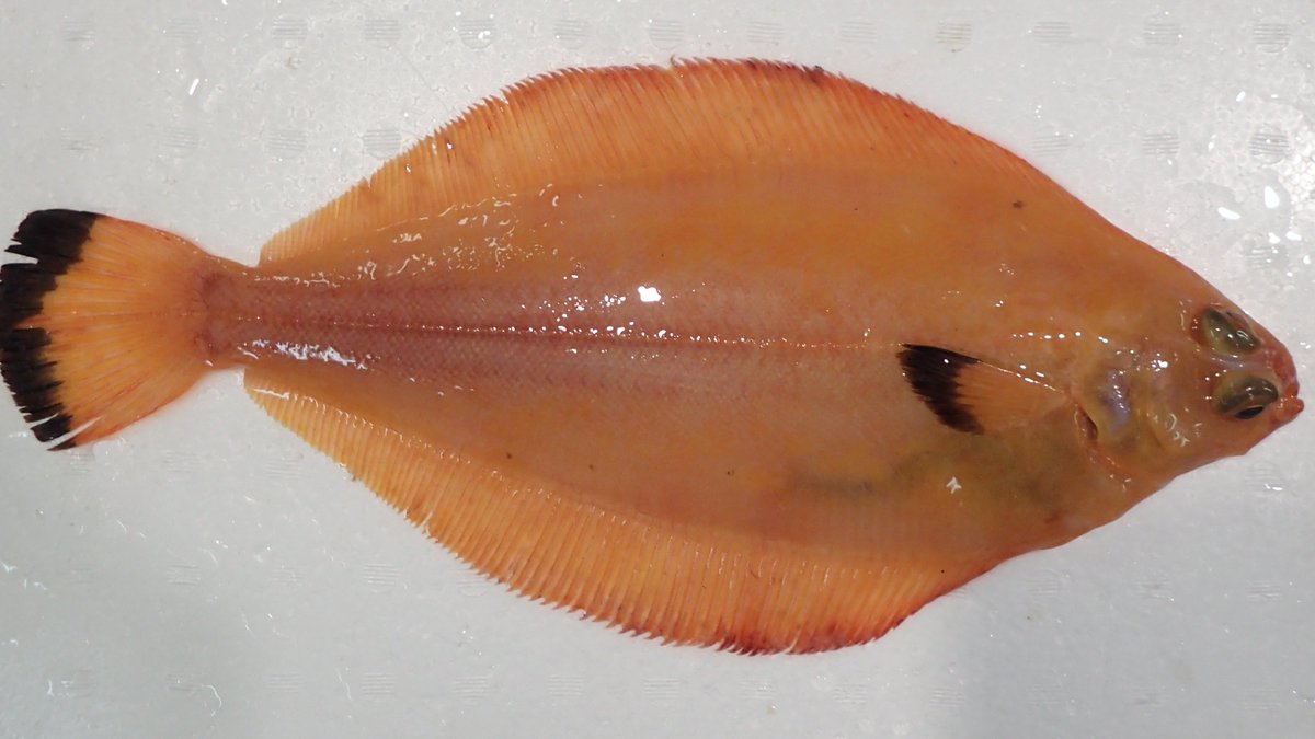 taxafish's tweet photo. 黄金!
-450 m
おいらんがれい
#Pleuronectidae #NorthPacific https://t.co/xmpZXrdou3