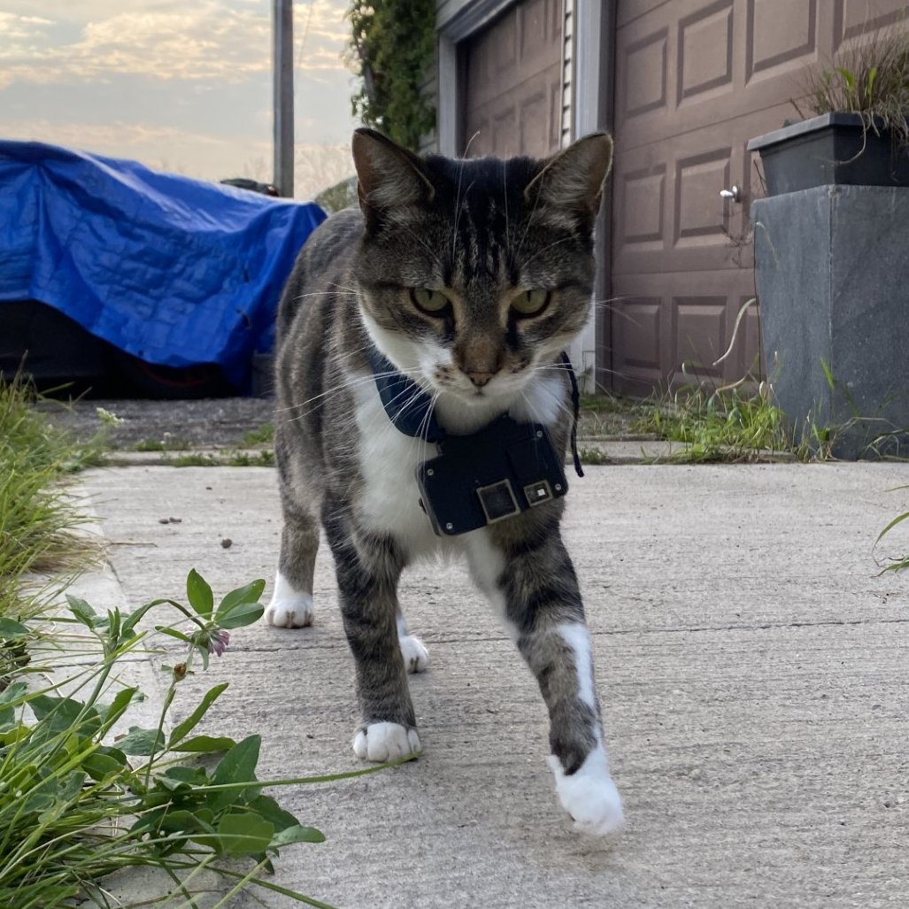 Jonathan Chu (@chujonathan) on Twitter photo Hey <a href="/SCBNorthAmerica/">SCB North America</a> !! Really excited to see everyone at #NACCB2024 in a couple days! I'll be presenting my work using animal-borne cameras to study predation by outdoor domestic cats! Come check out my talk if you want a sneak peak at the world from a cat's point-of-view! Hey <a href="/SCBNorthAmerica/">SCB North America</a> !! Really excited to see everyone at #NACCB2024 in a couple days! I'll be presenting my work using animal-borne cameras to study predation by outdoor domestic cats! Come check out my talk if you want a sneak peak at the world from a cat's point-of-view!