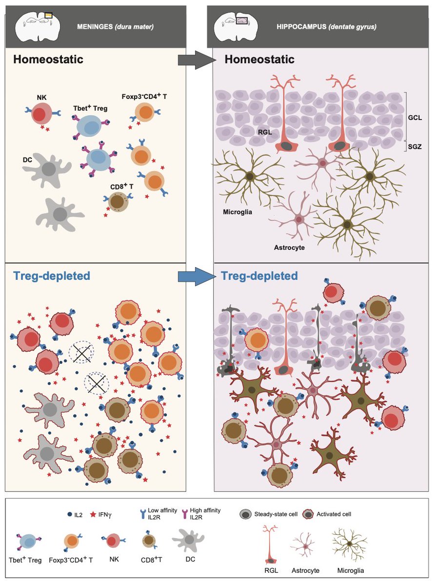 The meninges host a unique compartment of regulatory T cells that bulwarks adult hippocampal neurogenesis biorxiv.org/content/10.110…