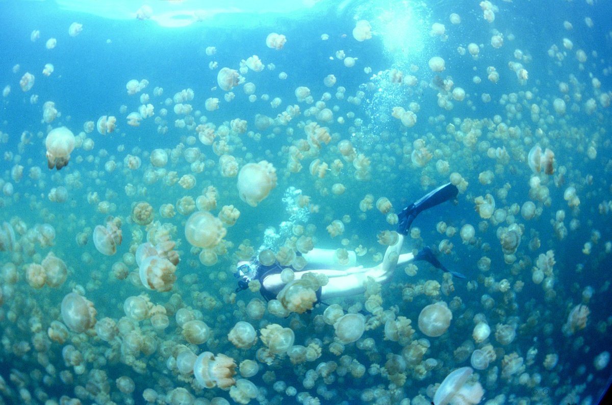 One World One Ocean tweet media