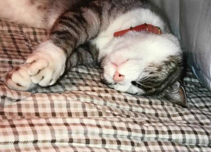 うちにも猫がいた昔飼ってたうちの猫 