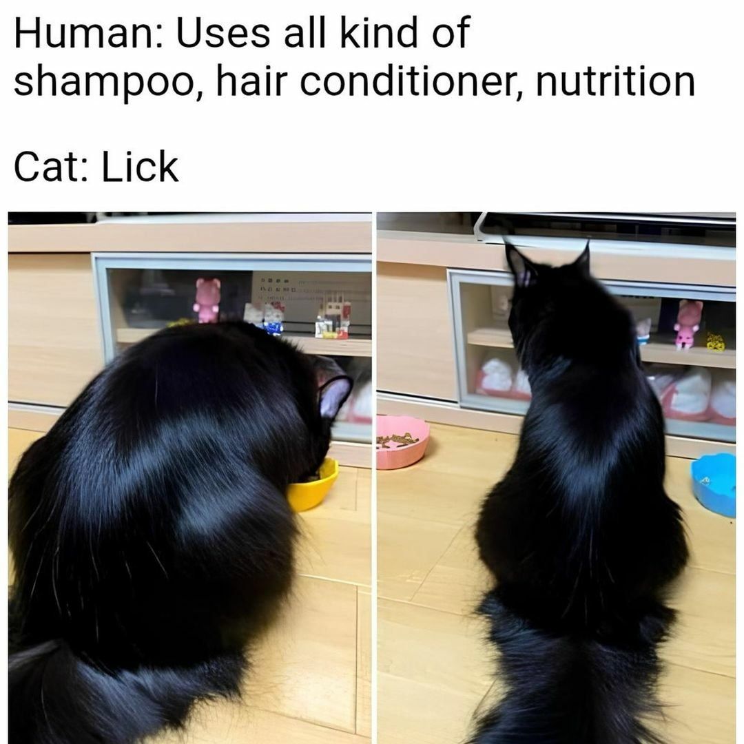ShouldHaveCat's tweet photo. https://t.co/55eBNinNX2