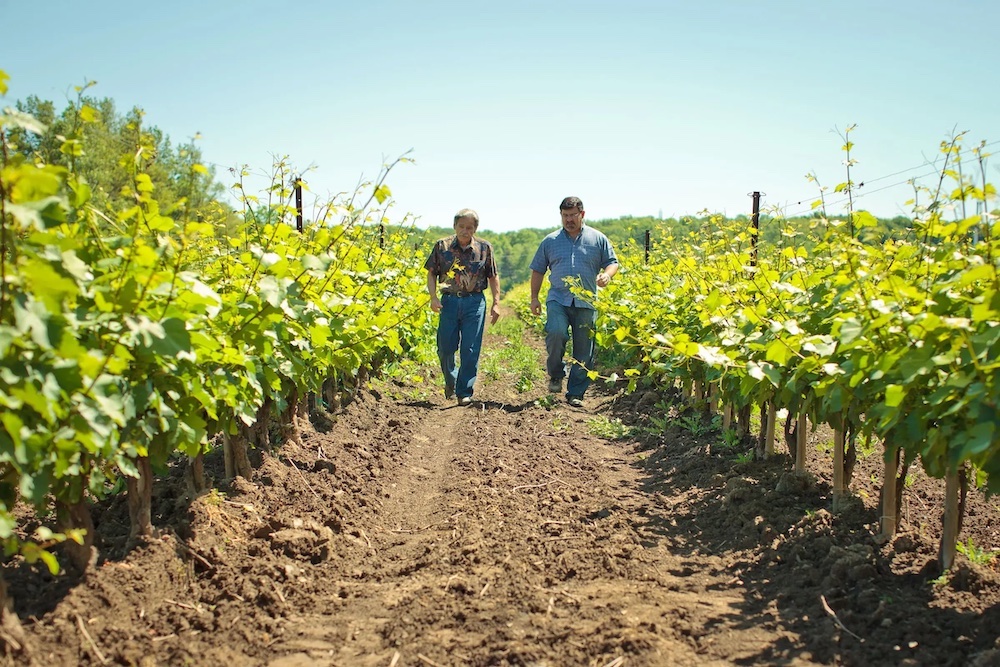 rickwine's tweet image. BREAKING ONTARIO WINE NEWS: One of Ontario’s most historic and important wineries — Niagara’s Chateau des Charmes — has been sold to an investment group, Wines in Niagara has learned. 👉 bit.ly/chateausold