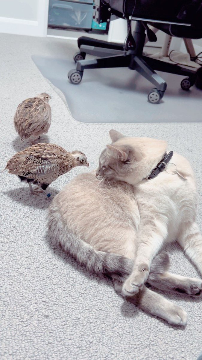 how best friends are made 🫶

#WeeklyFluff

🎥: bobertquail   

instagram.com/reel/C8e-CVQpJ…