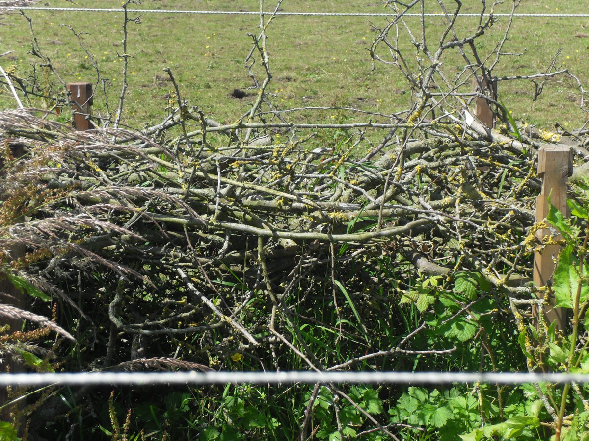 NewburghHalton tweet media