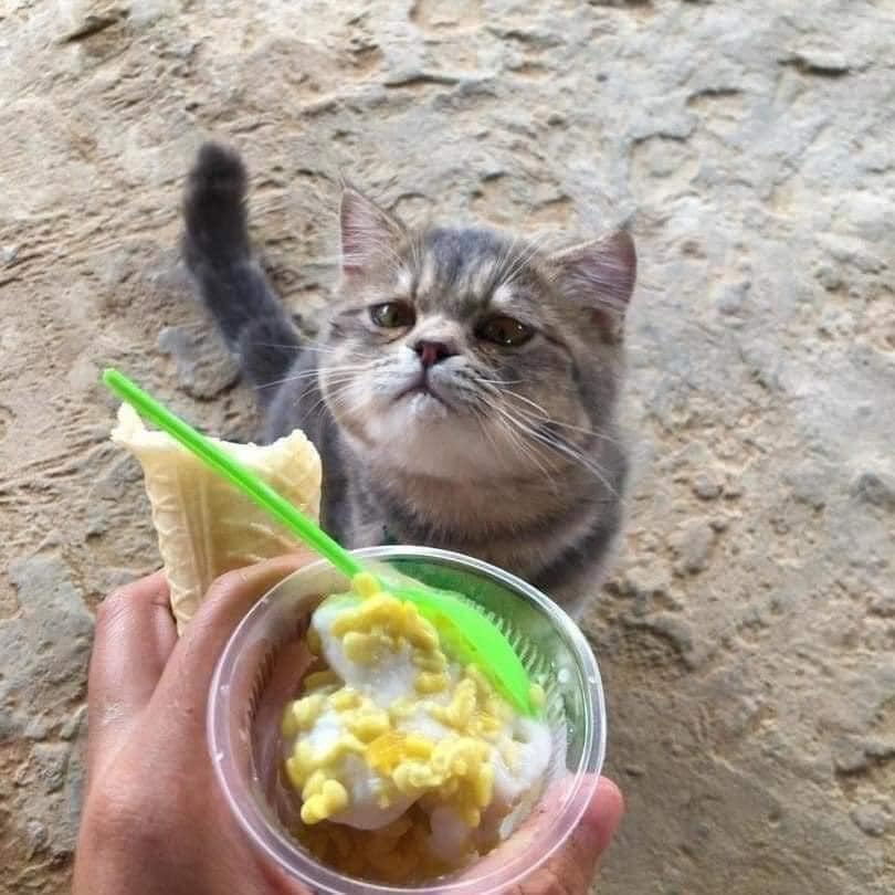 ` . ♡ มัมหมีน้องรูล ·° tweet media