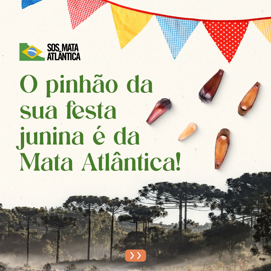 sosma's tweet photo. O pinhão, popular nas festas juninas, é da Mata Atlântica! 💚

Ele é, na verdade, a semente da araucária, espécie de árvore comum no Sul do Brasil e ameaçada de extinção devido ao desmatamento e à extração ilegal de madeira.

Pelo seu sabor intenso, teor nutritivo e período de colheita, ideal nos meses de junho e julho, a semente foi inserida no cardápio junino, se tornando um elemento essencial para vários pratos típicos da comemoração.

Você já sabia dessa curiosidade? Comente aqui!

#SOSMataAtlântica #MataAtlântica #MeioAmbiente #Natureza #Araucária #Pinhão #FestaJunina