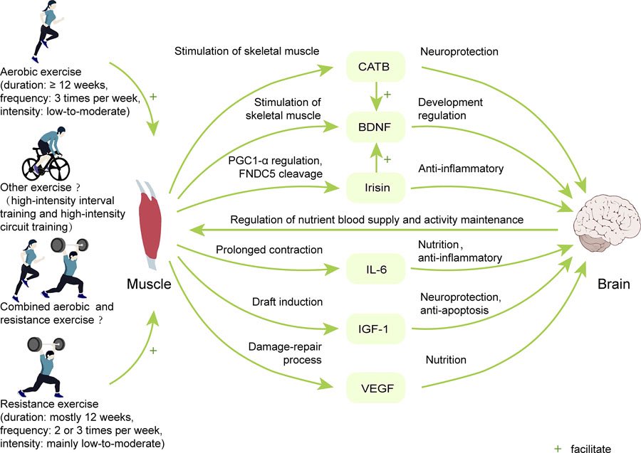 The type, duration, intensity, and frequency of exercise may affect the expression of myokines and their roles in muscle-brain crosstalk…
karger.com/ger/article/70…