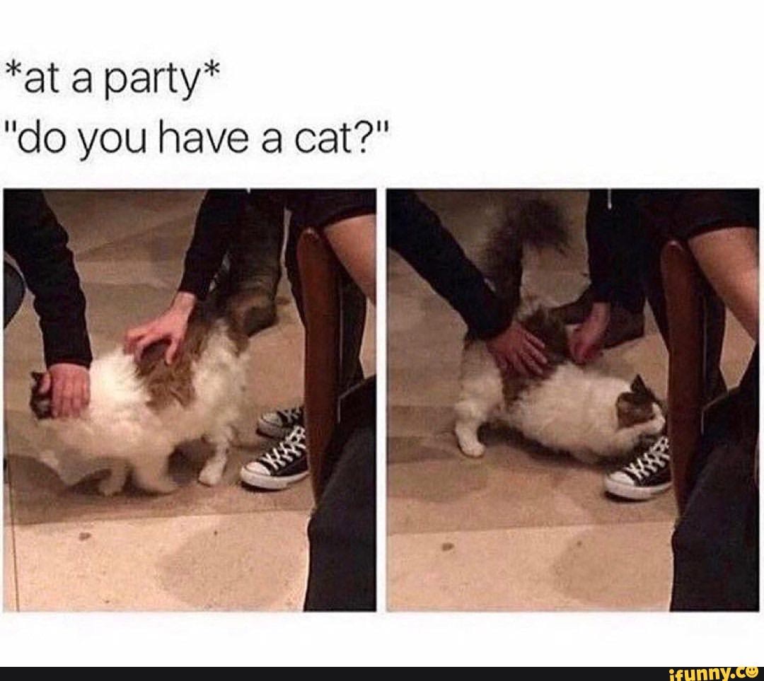 DailyCatMemes tweet media