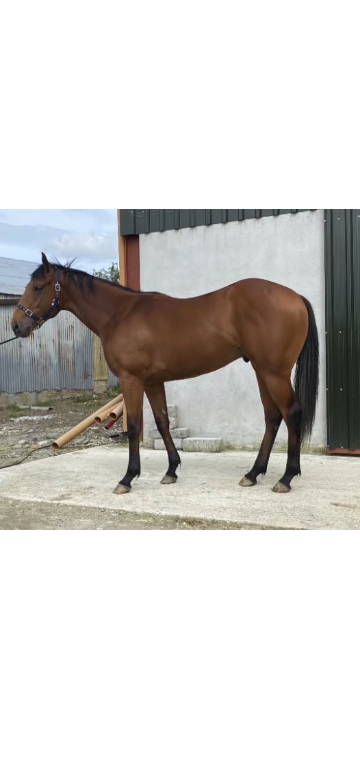 ryanconran8's tweet photo. Another Lacka House Stables winner .  Comein Comein won nicely this evening at Down Royal for @DiegoDiasracing .He was prepared for last years @BrzUps but was sold before hand to Manoel Marques. Which makes it even better is that he was our sons first ever pinhook! https://t.co/e2CcuCjTr9