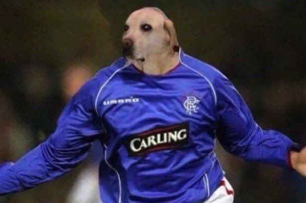 DatGuyGormzzz's tweet photo. The labrador when it finds Jay Slater in the dying seconds https://t.co/NKsp2CU9bs