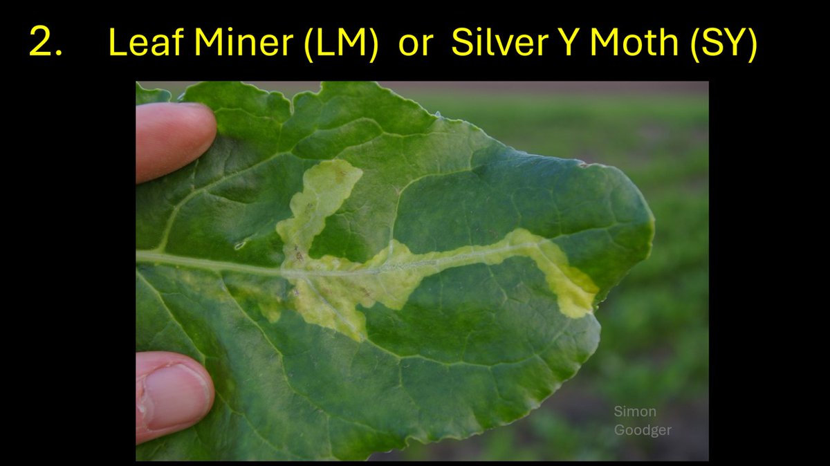 Simon Goodger tweet media