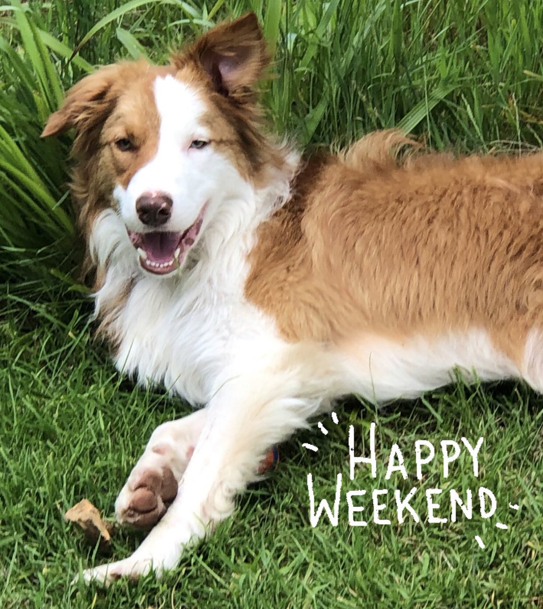 zakthecolliedog's tweet photo. One happy dog.
Happy weekend folks!
🤎 #RescueRu &amp; Co 🖤🖤 https://t.co/KV4ro80HCK