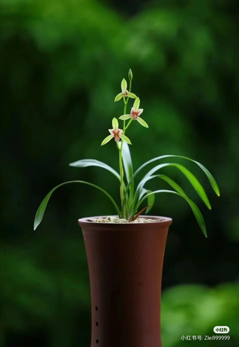 绍兴本土文学艺术家徐渭爱兰，除了在《兰谷歌》中那句经典的“勾践种兰必择地，只今兰渚乃其处”之外，他还在送友人仙华送画的题诗中，一句“如我写兰竹，无媚有清苦”，把兰花当作自己生命与人格的写照。他对于兰花的艺术创作不止于文字，在他的书画作品中，亦有《兰香图》等以兰花为题材的经典之作。