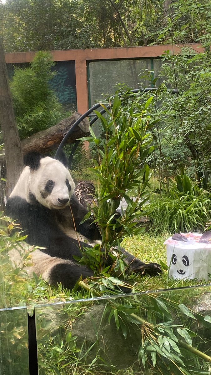 LisetGlezG's tweet image. #ULTIMAHORA El #ZoológicoDeChapultepec celebra los 34 años de la panda gigante #XinXin con un pastel de arroz y manzana ¡Felicidades!