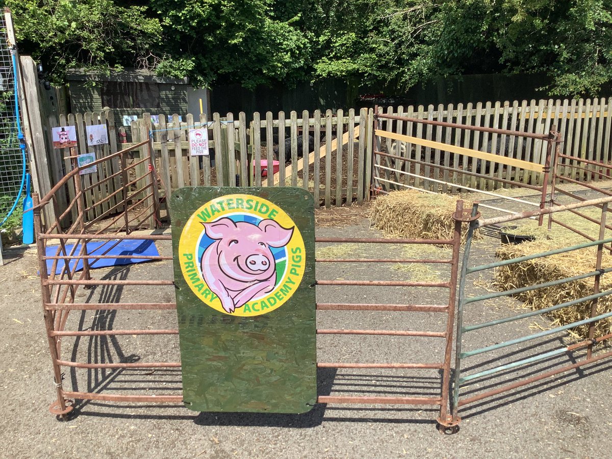 Watersidepigs tweet media