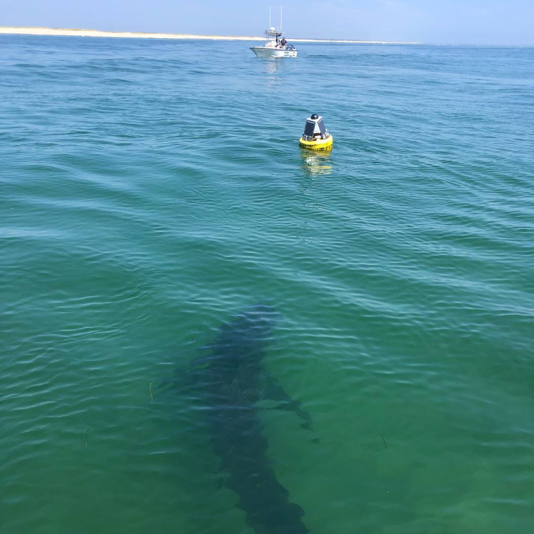 Beautiful fish <a href="/PuroTom/">Tom Pure! Questions? 🇩🇪 🇲🇽🇪🇺 🇺🇦</a>