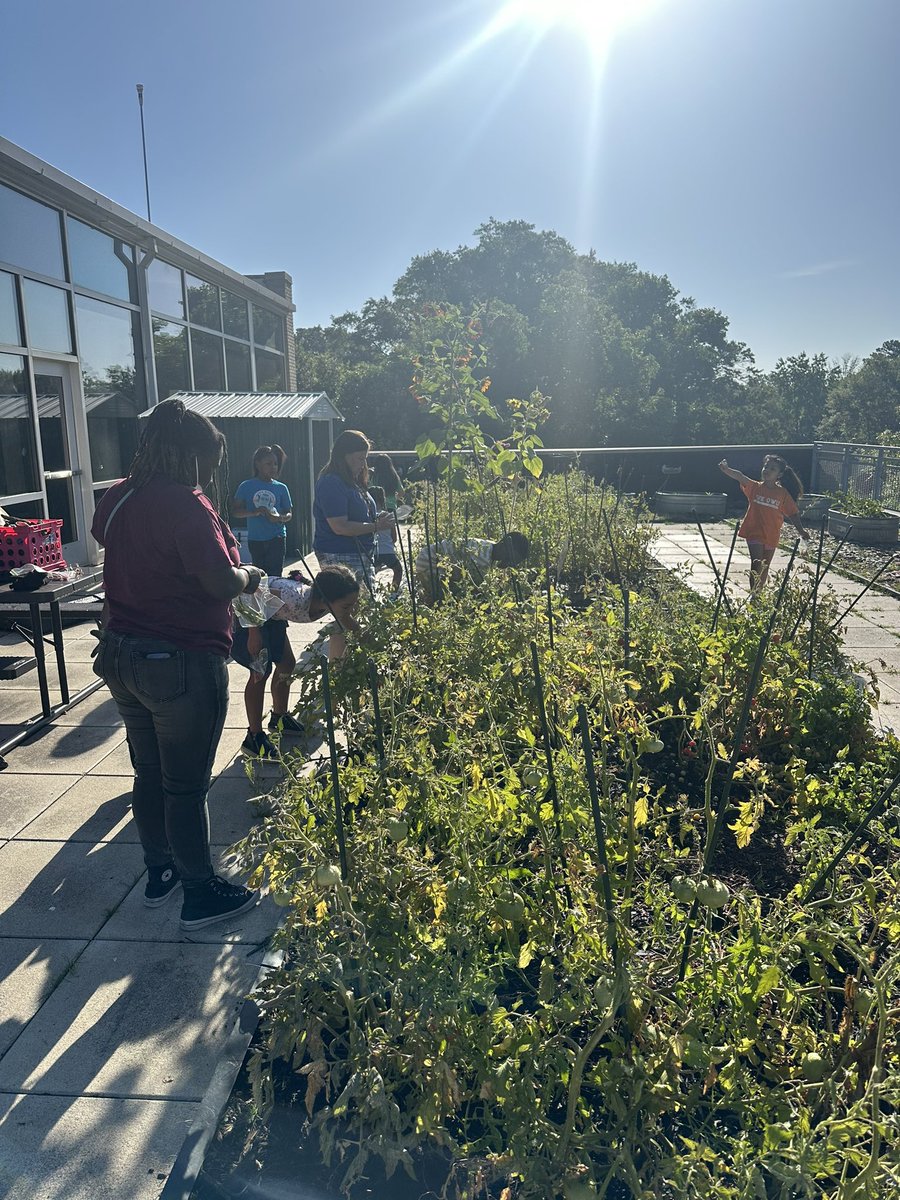 Kristin Siembieda (@stembieda) on Twitter photo 🌞 Had an amazing day gardening at Midtown Summer School! Harvested lots of fresh produce and check out this huge sunflower! 🌻🌽🍅#GardeningJoy #SummerSchool #FreshHarvest <a href="/APS_SPARK/">Springdale Park</a> <a href="/APSMaryLin/">Mary Lin Elementary School</a> <a href="/HopeHillElem/">Hope-Hill Elementary</a> <a href="/APSMorningside/">Morningside ES (APS)</a> <a href="/APS_VHE/">Virginia-Highland Elementary</a> <a href="/dr_waldman/">Dr. Waldman</a> <a href="/MsRannalsArt/">Madison Rannals</a> <a href="/sarapruett5/">Sara Pruett</a> 🌞 Had an amazing day gardening at Midtown Summer School! Harvested lots of fresh produce and check out this huge sunflower! 🌻🌽🍅#GardeningJoy #SummerSchool #FreshHarvest <a href="/APS_SPARK/">Springdale Park</a> <a href="/APSMaryLin/">Mary Lin Elementary School</a> <a href="/HopeHillElem/">Hope-Hill Elementary</a> <a href="/APSMorningside/">Morningside ES (APS)</a> <a href="/APS_VHE/">Virginia-Highland Elementary</a> <a href="/dr_waldman/">Dr. Waldman</a> <a href="/MsRannalsArt/">Madison Rannals</a> <a href="/sarapruett5/">Sara Pruett</a>