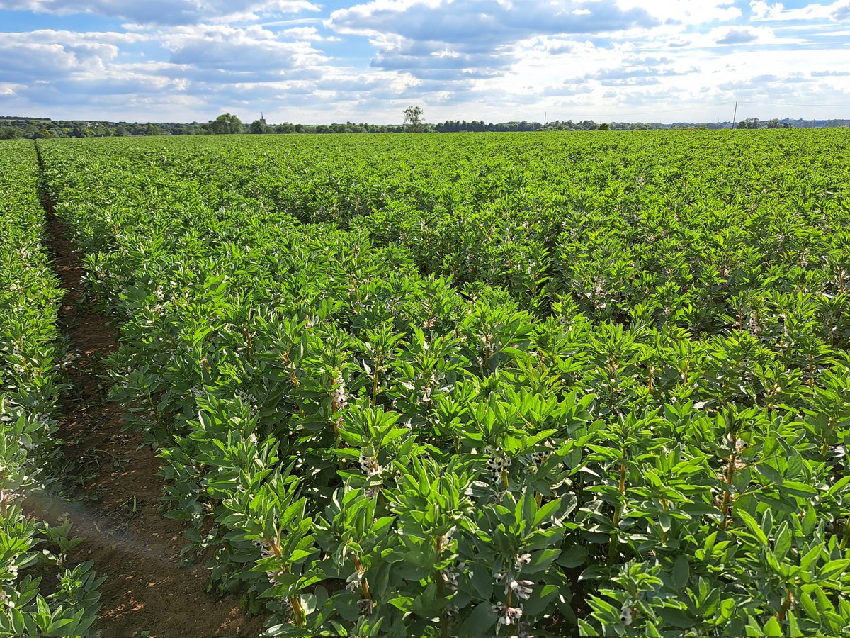 Lmillsy_135's tweet photo. The sun has finally come out & these #springbeans drilled behind the #plough in #Hertfordshire were loving it again today after a cracking sunset off the top of Kelshall last nightโ๏ธ๐ฑ https://t.co/Q3e1N6r9oz