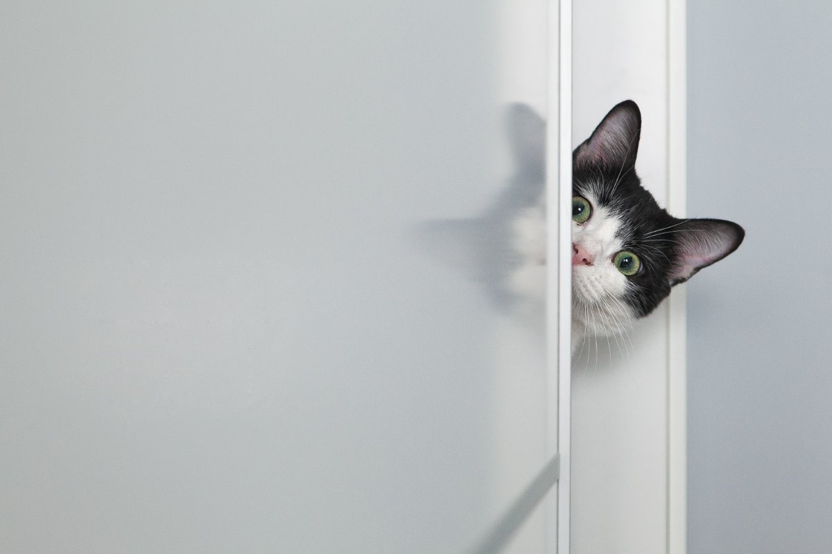 Ever feel like you're being watched? 😼👀