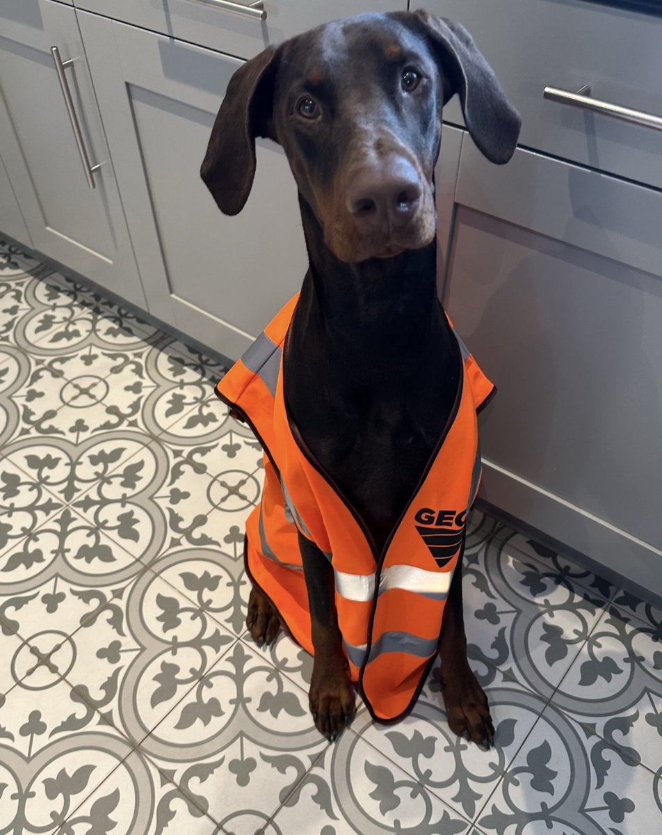 LimitedGeol's tweet photo. Today is National Take Your Dog to Work Day 2024🦮🐾🐶

Start them young we say and the last few years have been fun at work when they’ve been alongside us to say the least😃💜🧡

#dogs #work #today #Friday #weekendvibes #doberman #dobermans #sisters #officedog #sitework #dog https://t.co/ErGmqHumBx