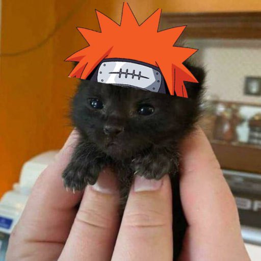 ittybittycto's tweet photo. THANKS @DEXToolsApp NOW TRENDING PLS FOR THE CUTEST CAT ON SOLANA https://t.co/pRIY1VUFpd