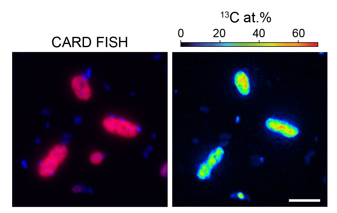 sinaschorn's tweet image. Happy to share our new paper exploring the activity of aerobic #methanotrophs in anoxic lake waters.

Just out @NatureComms
nature.com/articles/s4146…

@BiogeoMPIBremen @MarineMicrobio @EawagResearch