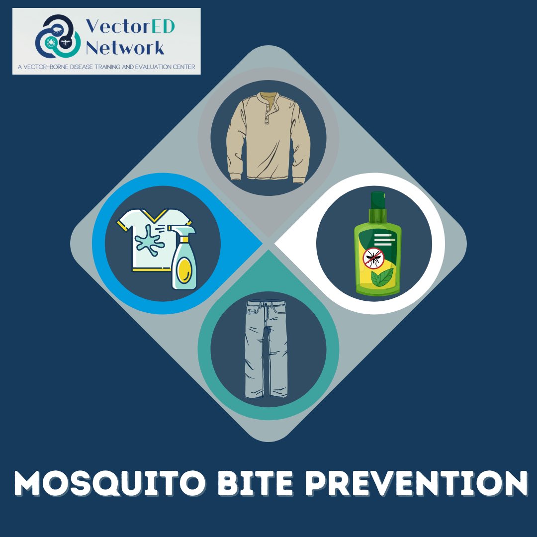 VectorEDNetwork's tweet image. Keep mosquitoes at bay with these tips: Wear loose, long-sleeved clothing to block their bites. Use EPA-approved repellents for effective protection against both mosquitoes and ticks. Treat your gear with permethrin and apply repellents as directed for maximum effectiveness.

1/2