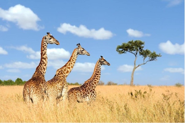 NakshatraPrem's tweet image. Happy #WorldGiraffeDay🦒 2024. Let&apos;s honor Africa&apos;s tallest giants and raise awareness about the silent extinction they face. These beautiful creatures are the symbols of a healthy planet🌍. They need to be preserved 🫶.

#SaveTheGiraffes🦒
#ForOurPlanet🗺️
#ActNow🚨