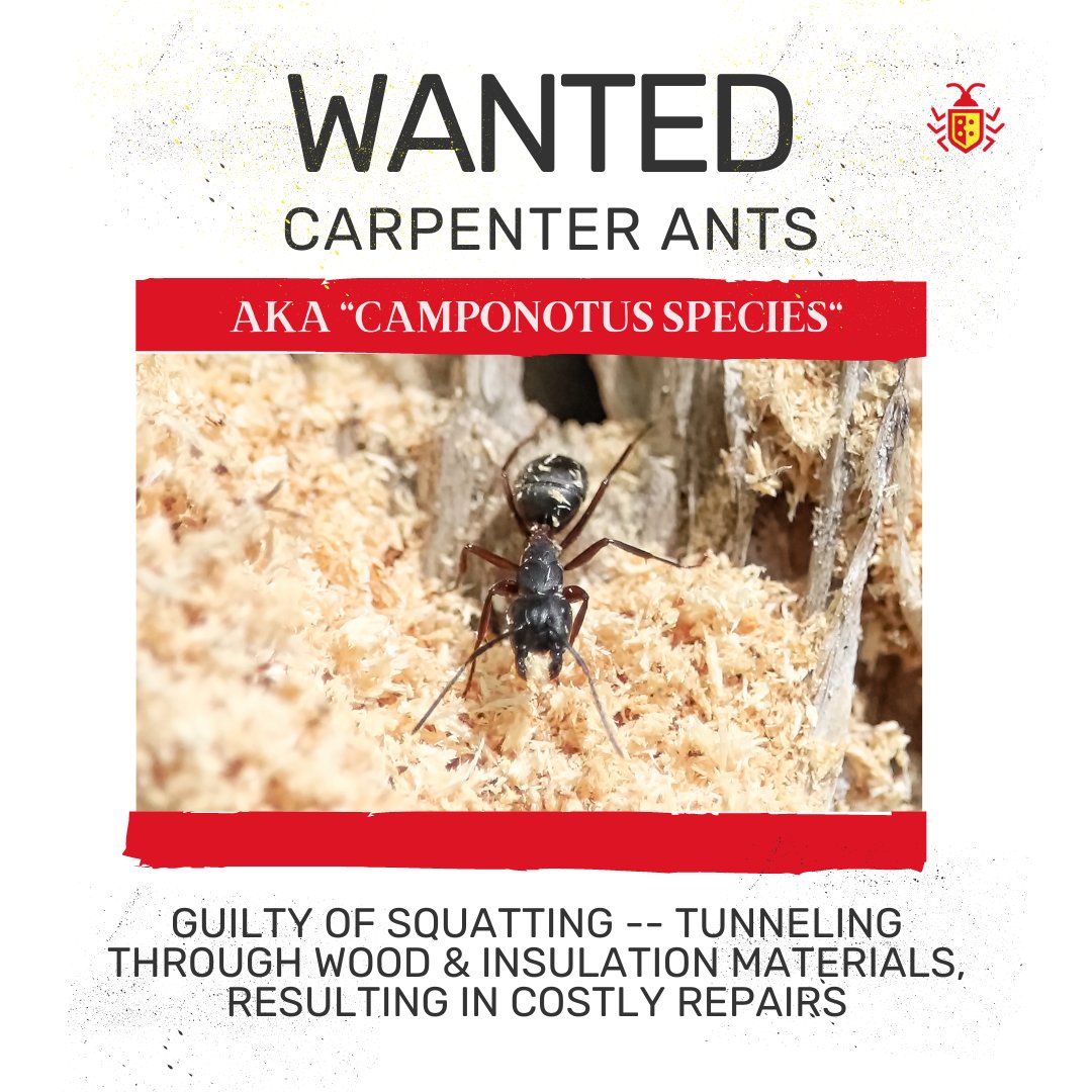 PalmettoExandMC's tweet image. Carpenter ants can cause damage to wooden beams, joists, &amp;amp; studs. This damage can compromise the stability &amp;amp; safety of the structure.

#pestcontrol #localexterminator #palmettoexterminators #homepestcontrol #residentialpestcontrol #termitecontrol #mosquitocontrol